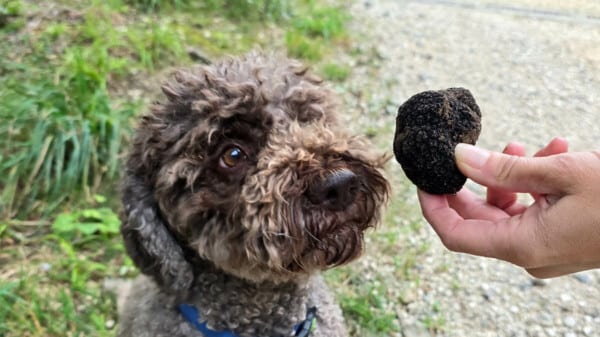 Hündin Tila nimmt nach dem Beschnuppern des Trüffels die Suche nach den versteckten Schätzen auf